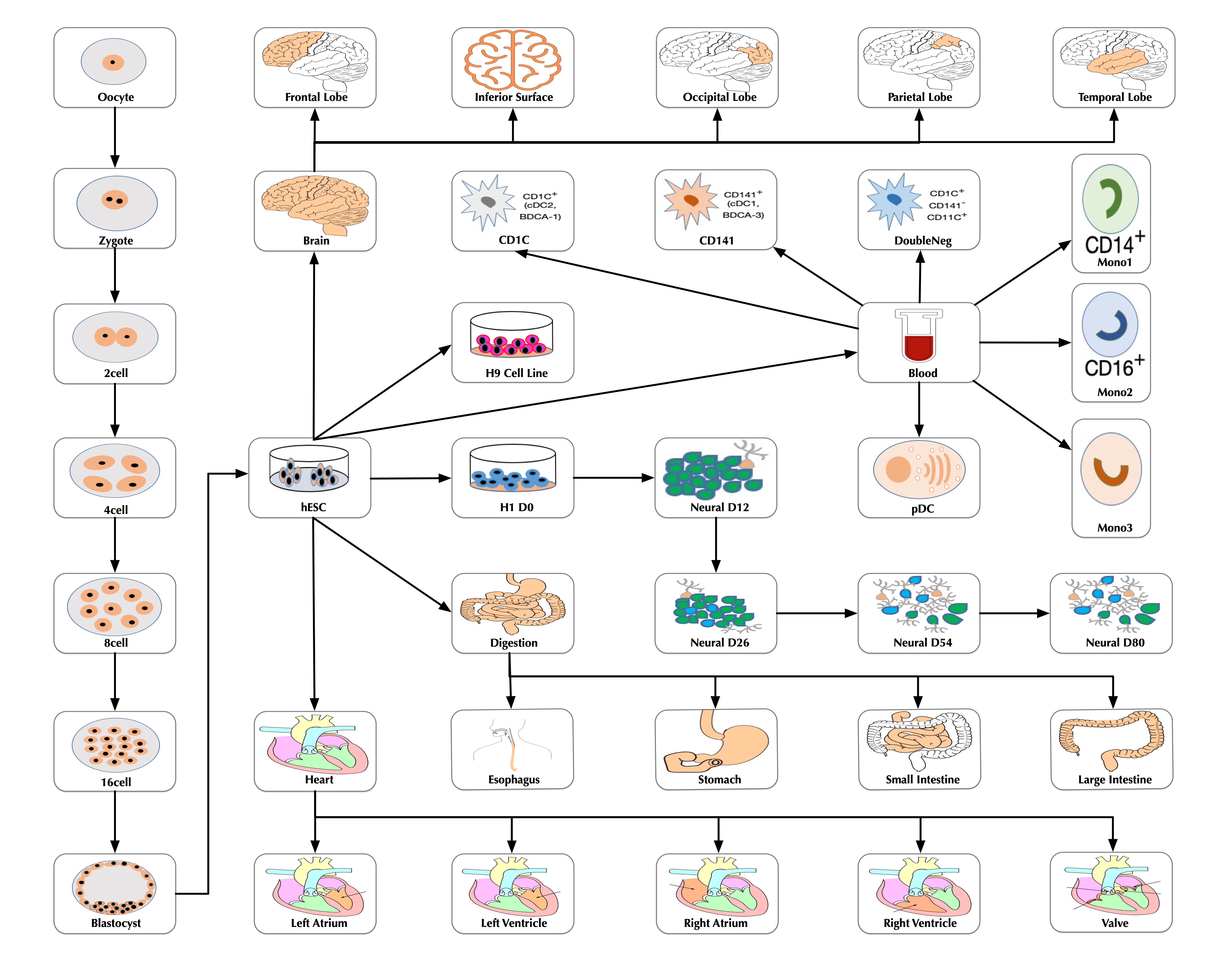 search for gene expression